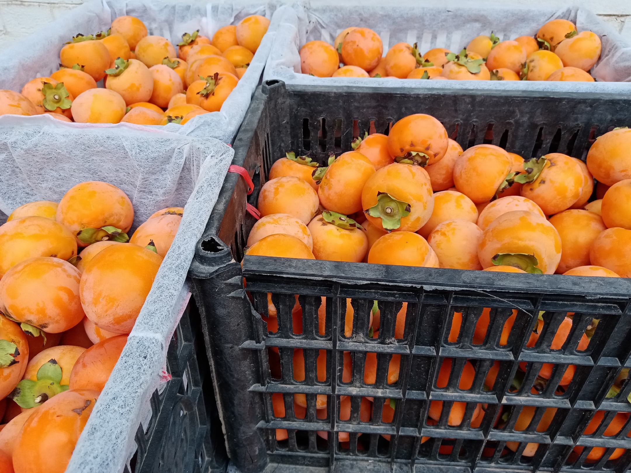 一家三口在农贸市场挑选火晶柿子,摊位上摆放着装满橙红色小柿子的竹筐,母亲手持放大镜查看果皮色泽,父亲指着标签读生产地信息,孩子好奇地触摸果实,背景有‘临潼特产’字样横幅 家庭选购火晶柿子场景