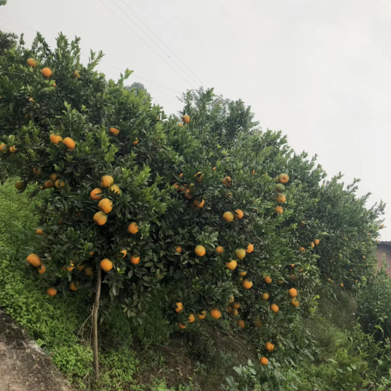 有市场需要的可以联系四川资阳碰柑