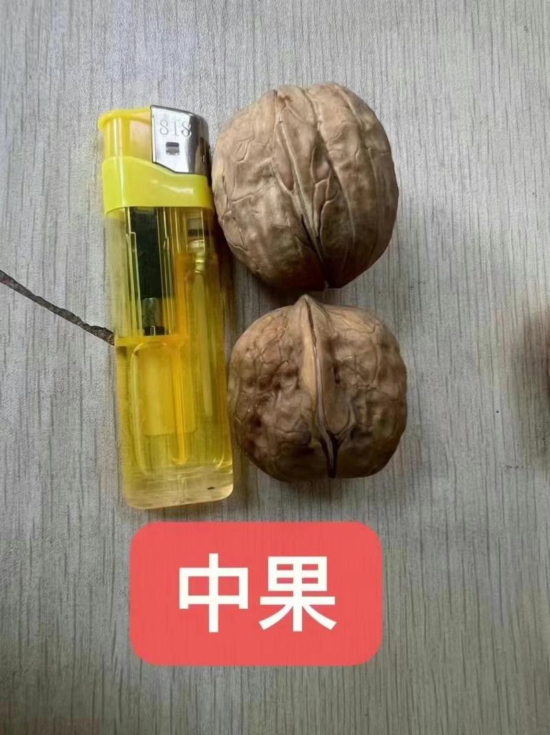 新疆纸皮核桃中果大果仓库大量现货供应地摊货源
