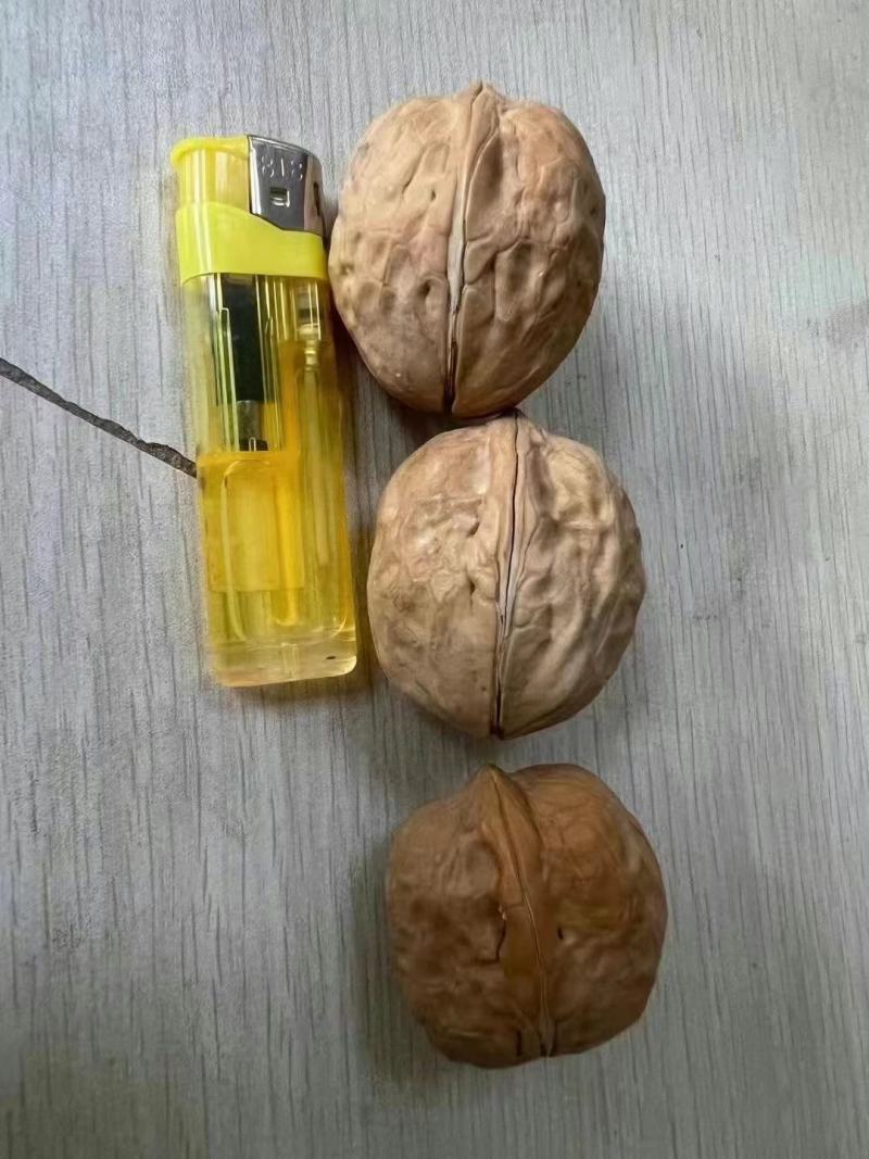 新疆纸皮核桃中果大果仓库大量现货供应地摊货源