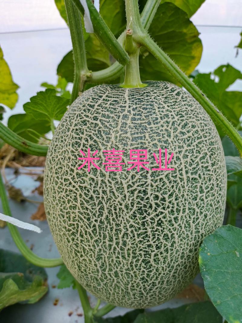 【热卖】海南晓蜜25哈密瓜，个大瓜甜，供应电商货量充足