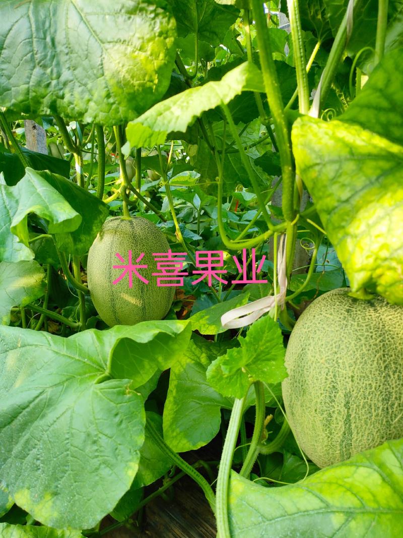 【热卖】海南晓蜜25哈密瓜，个大瓜甜，供应电商货量充足