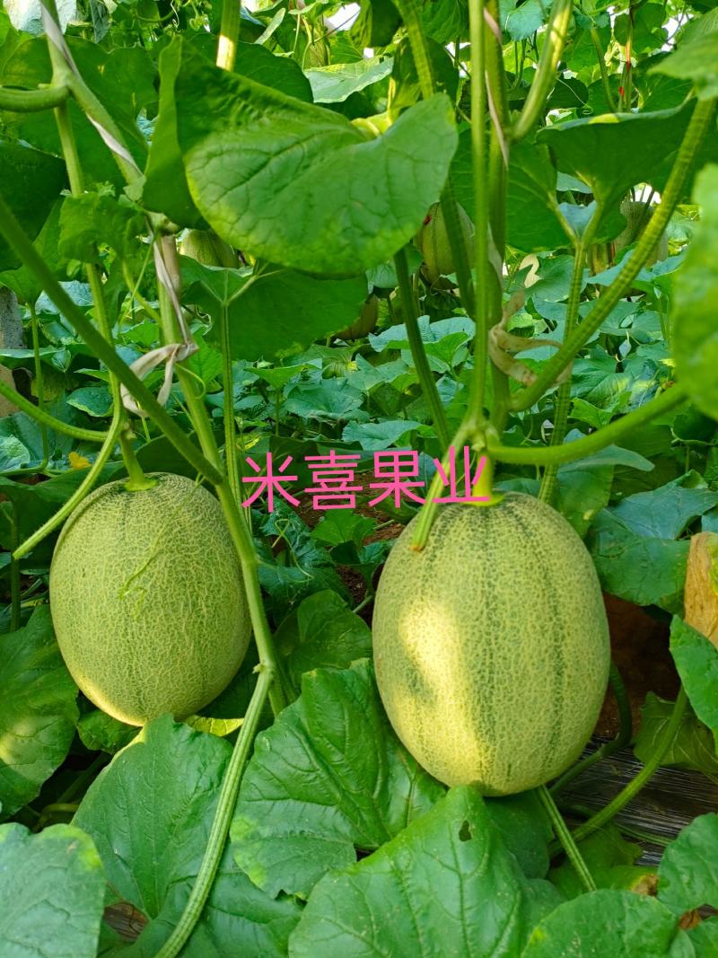 【热卖】海南晓蜜25哈密瓜，个大瓜甜，供应电商货量充足