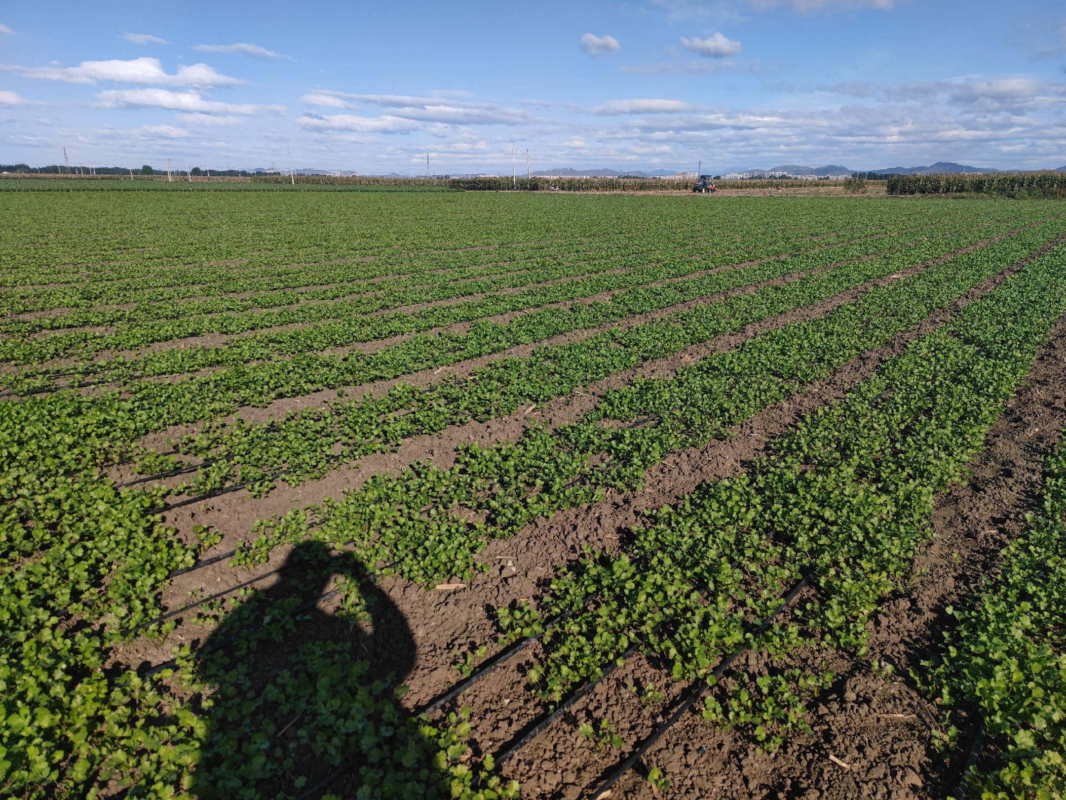 香菜种植环境示意图