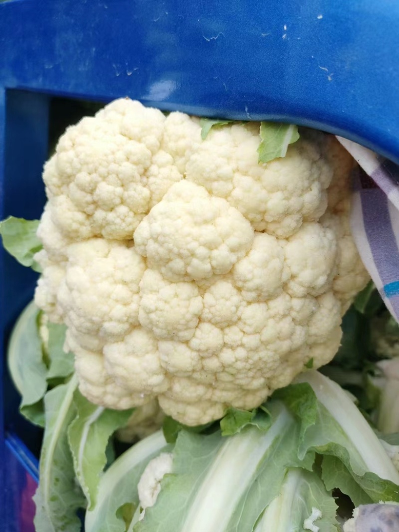 开封花菜品质保证诚信经营欢迎联系接商超市场电商