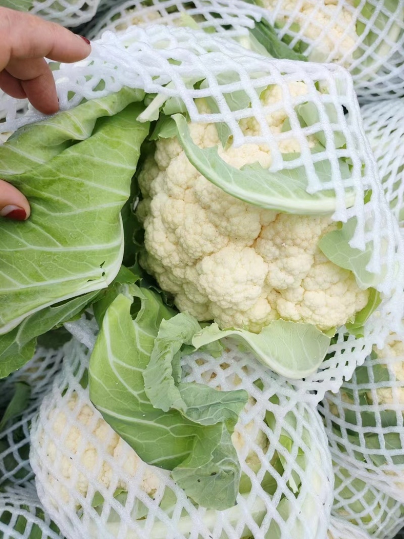 开封花菜品质保证诚信经营欢迎联系接商超市场电商