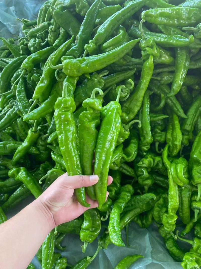 301鲜辣椒，河南夏邑产地直供货源充足，欢迎咨询订购。