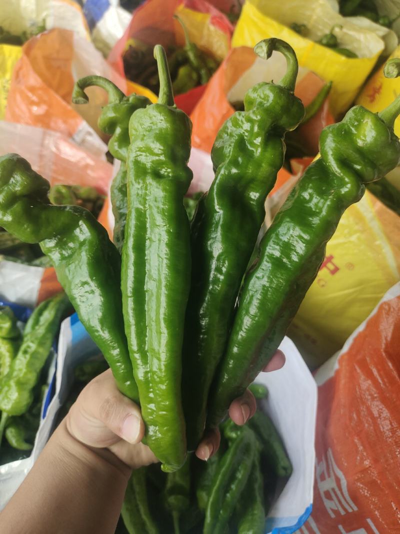 301鲜辣椒，河南夏邑产地直供货源充足，欢迎咨询订购。