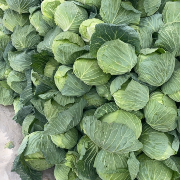 精品包菜甘蓝圆包菜，个头小，二到三斤有需要的与我联系