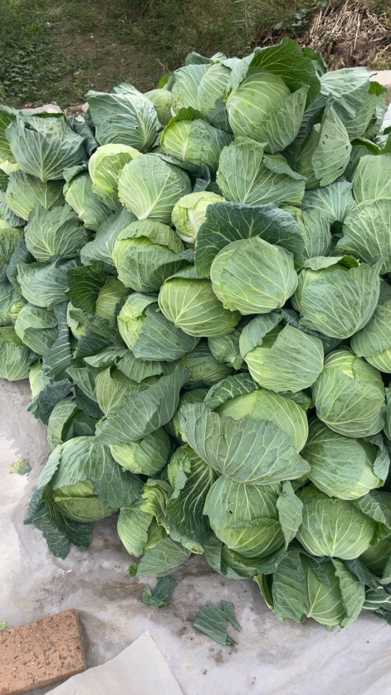 精品包菜甘蓝圆包菜，个头小，二到三斤有需要的与我联系