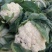 白面青梗松花菜，2~3斤散花，乳白，小米粒，