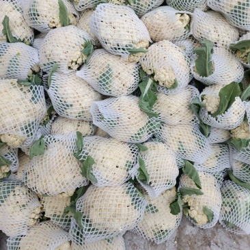 白面青梗松花菜，2~3斤散花，乳白，小米粒，
