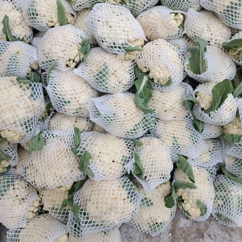 白面青梗松花菜，2~3斤散花，乳白，小米粒，