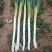 山西优质大葱，欢迎新老客户垂询，精品大葱，培土三遍以上。