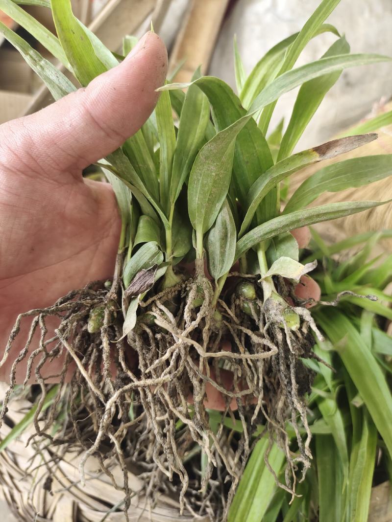 三叉白芨种苗，当年家种小苗，紫花品种，
