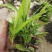 三叉白芨种苗，当年家种小苗，紫花品种，