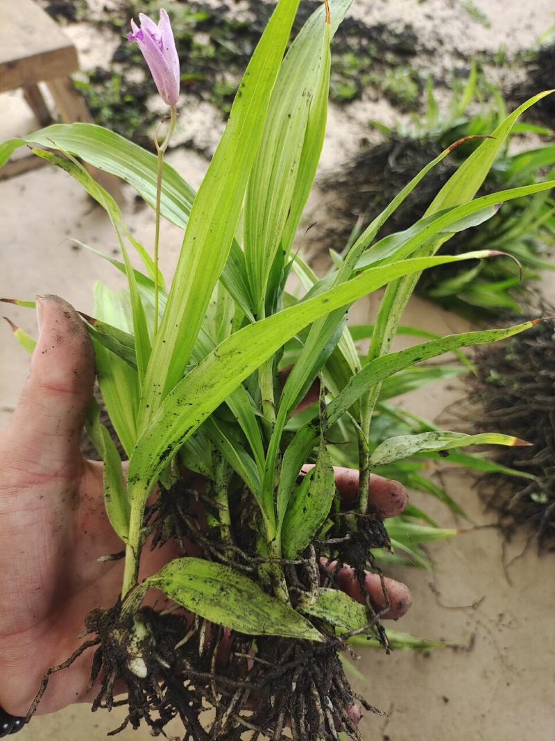 三叉白芨种苗，当年家种小苗，紫花品种，