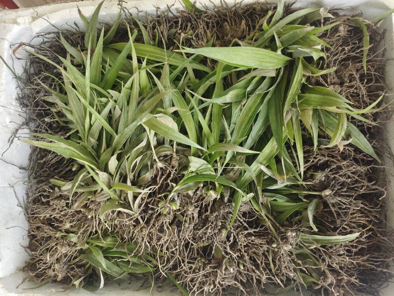 三叉白芨种苗，当年家种小苗，紫花品种，