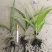 三叉白芨种苗，当年家种小苗，紫花品种，