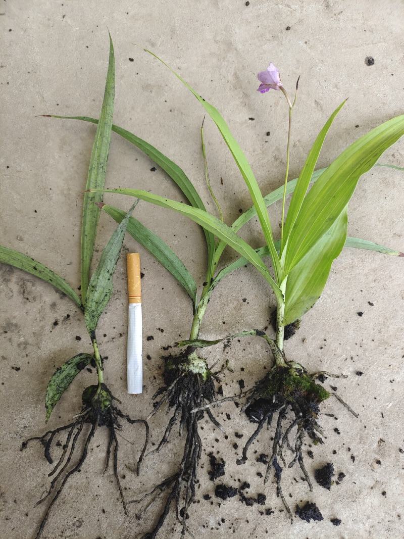 三叉白芨种苗，当年家种小苗，紫花品种，