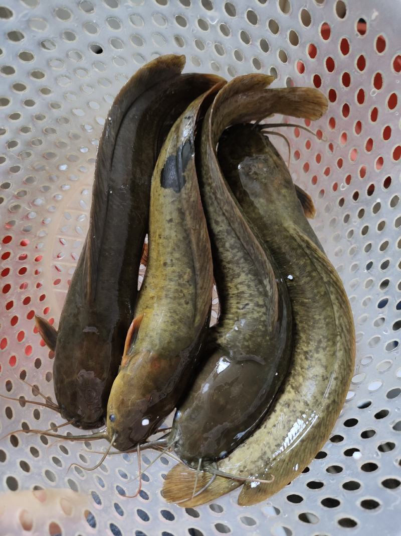 本地塘鲺山坑鱼塘，流动水养的塘鲺，肉质鲜美，爽甜滑口