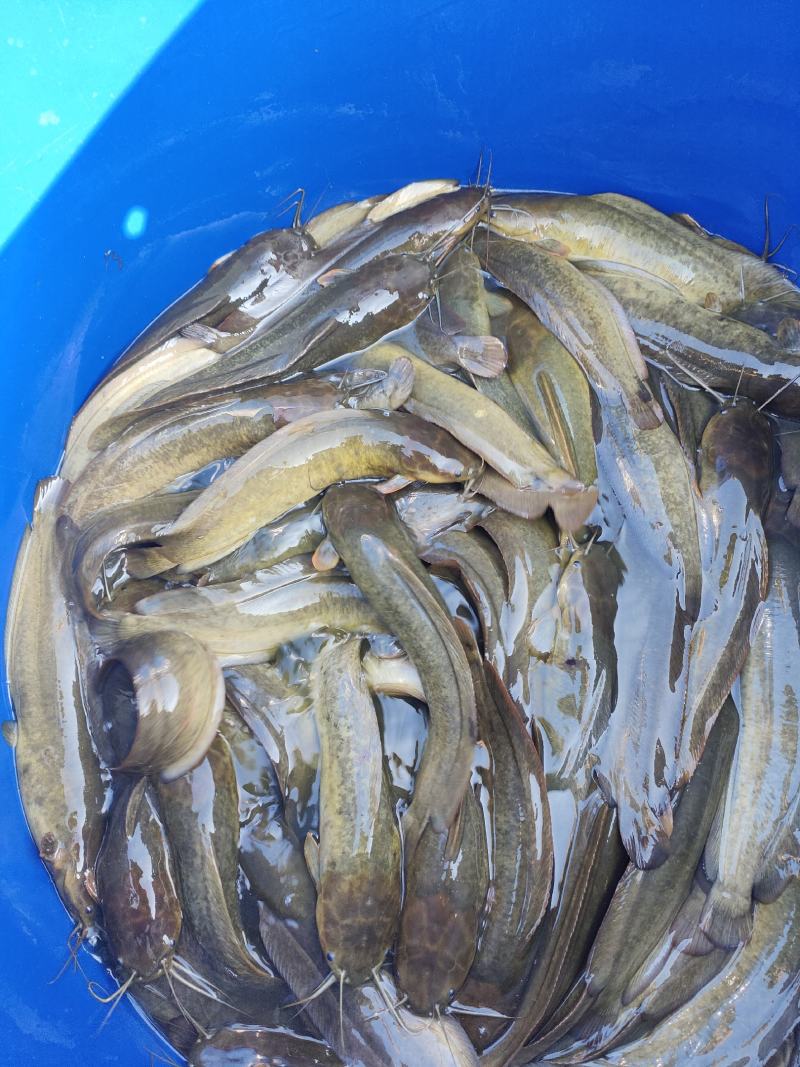 本地塘鲺山坑鱼塘，流动水养的塘鲺，肉质鲜美，爽甜滑口