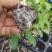 西葫芦苗西葫芦种子越冬耐寒西葫芦苗西葫芦苗育苗厂