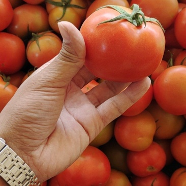 硬粉西红柿暖棚种植绿色种植无公害食品口感沙甜