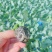 西兰花苗耐寒优秀西兰花苗