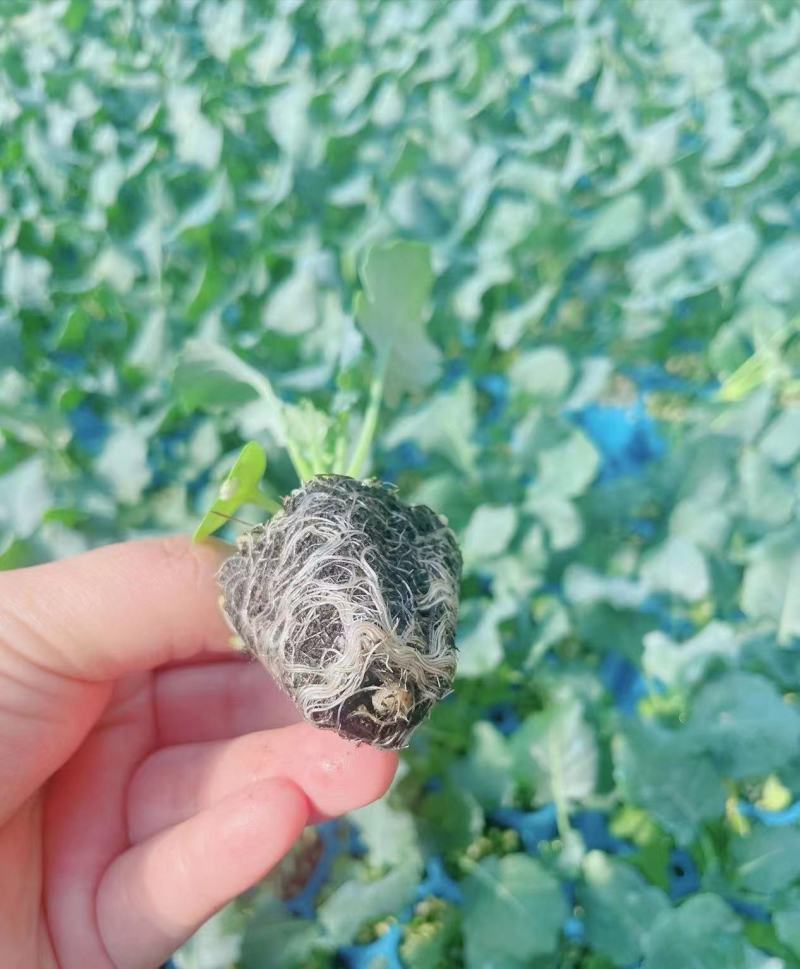 西兰花苗耐寒优秀西兰花苗