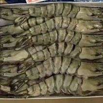 黑虎虾
