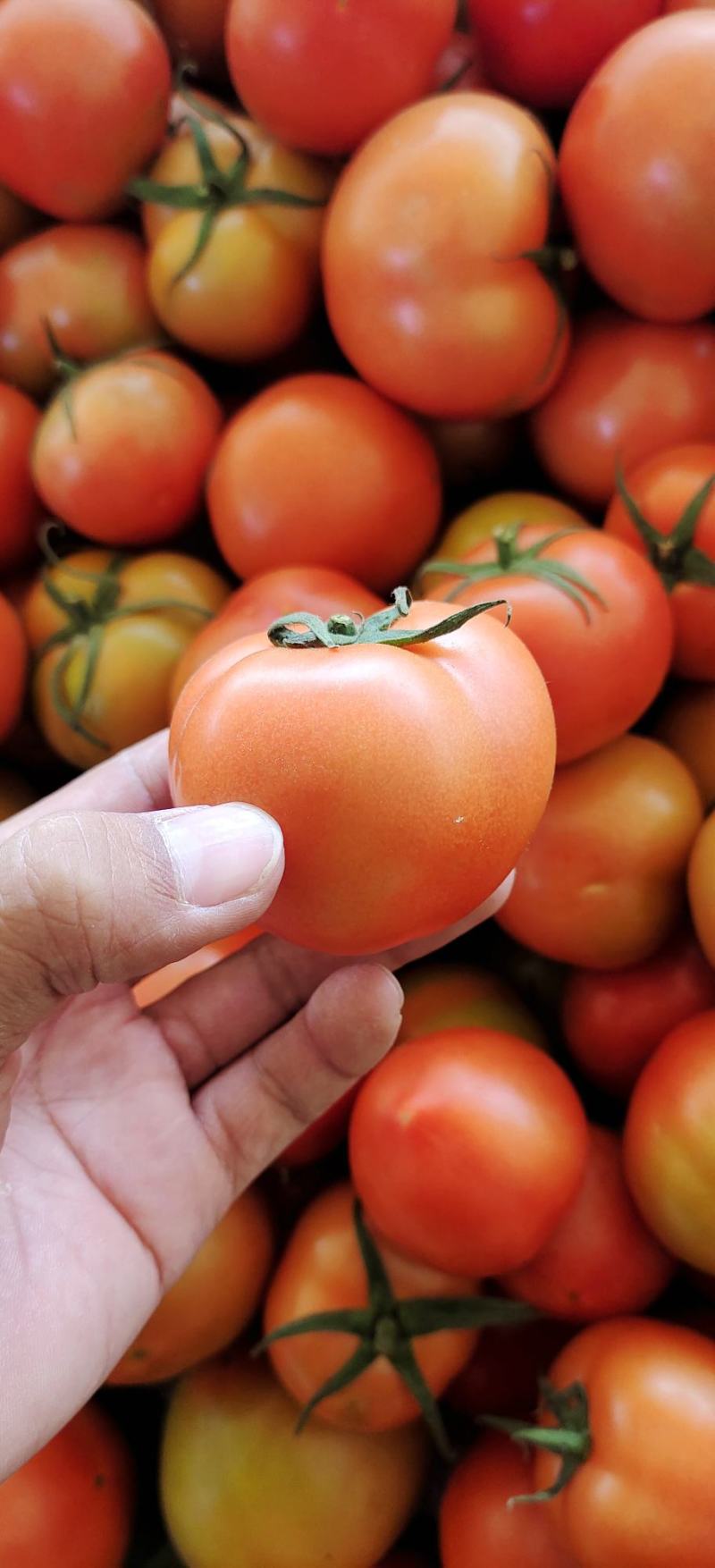 硬粉西红柿暖棚种植绿色种植无公害食品口感沙甜