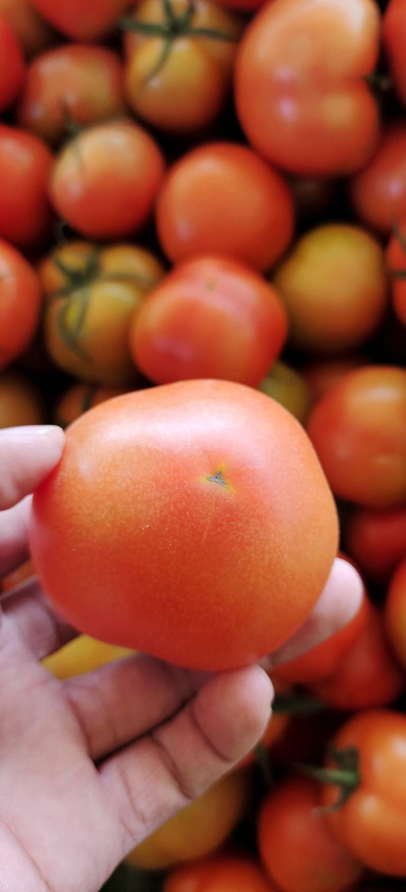 硬粉西红柿暖棚种植绿色种植无公害食品口感沙甜