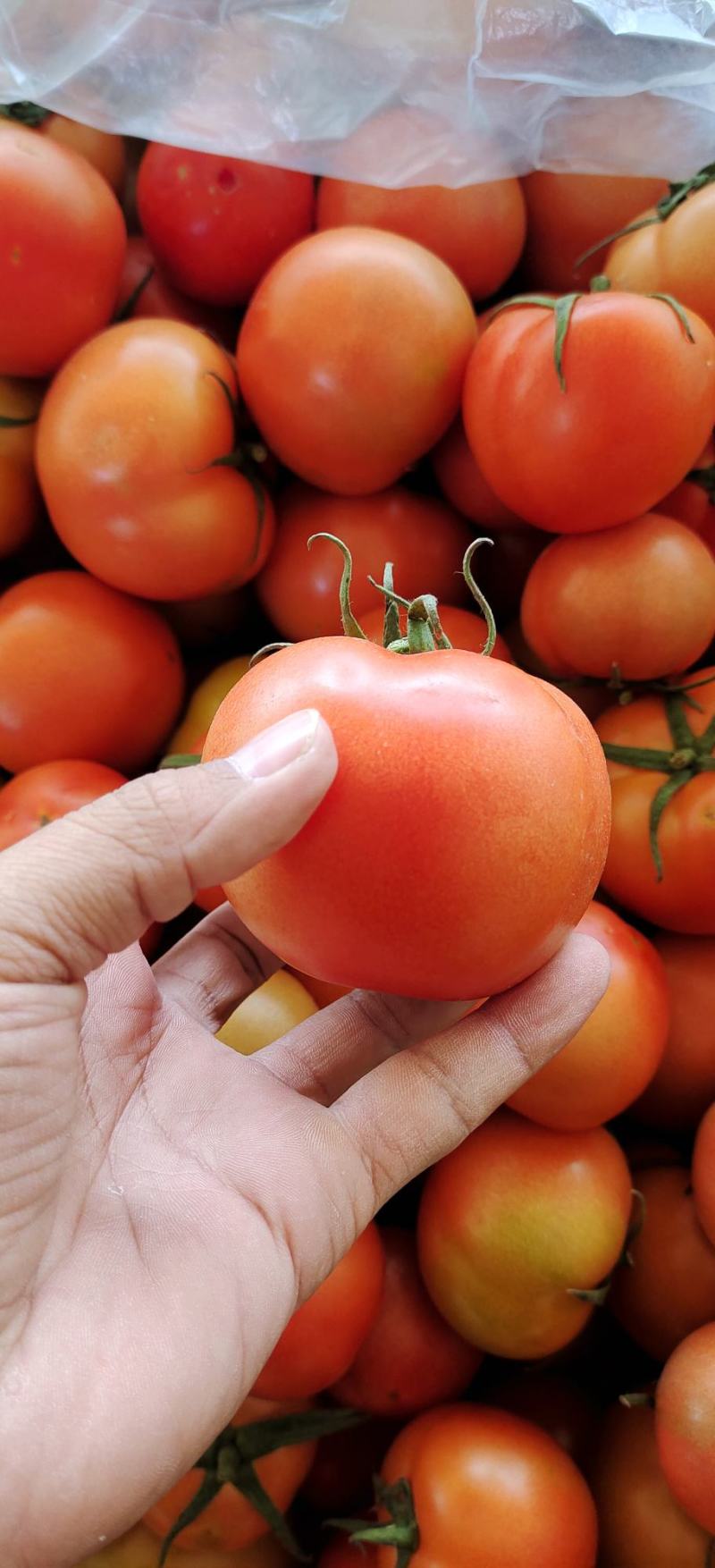 硬粉西红柿暖棚种植绿色种植无公害食品口感沙甜