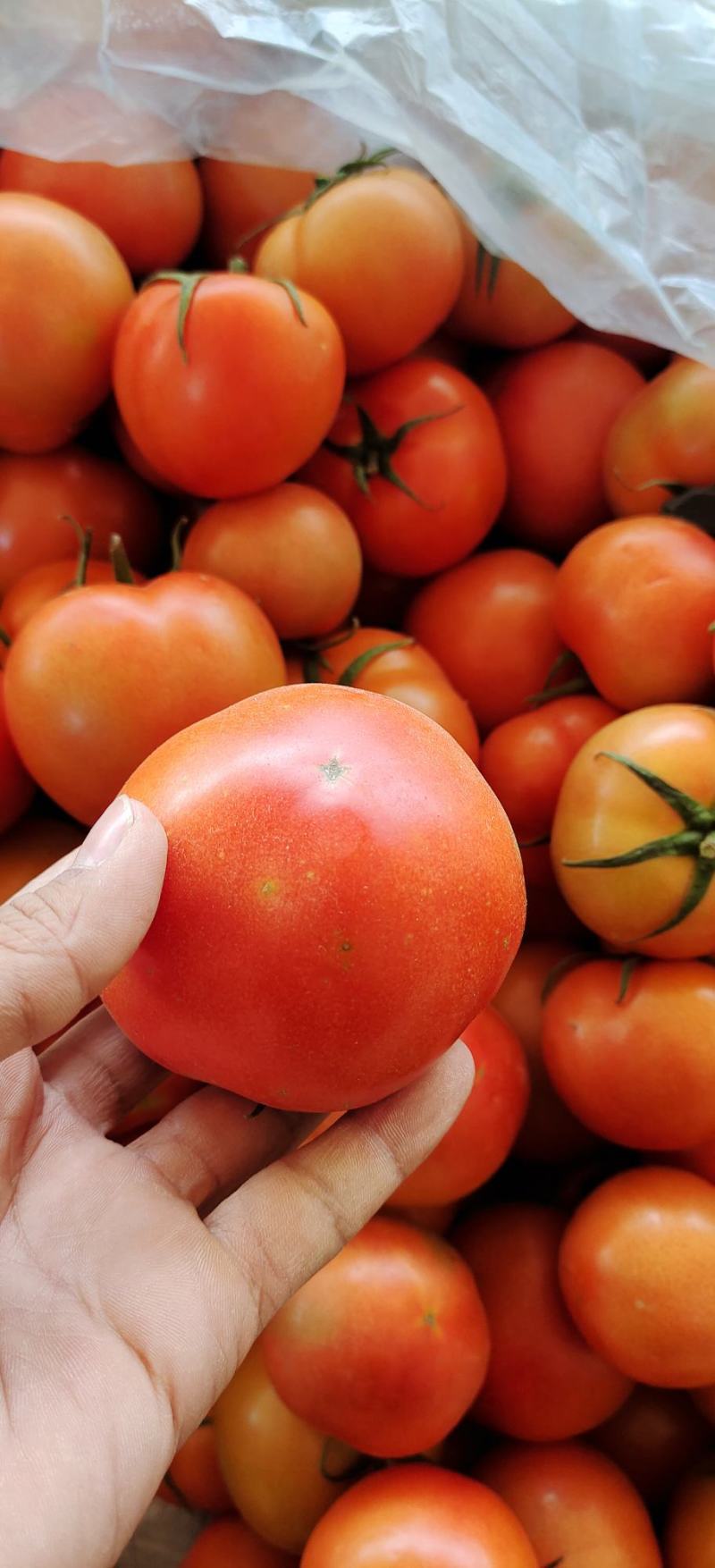 硬粉西红柿暖棚种植绿色种植无公害食品口感沙甜