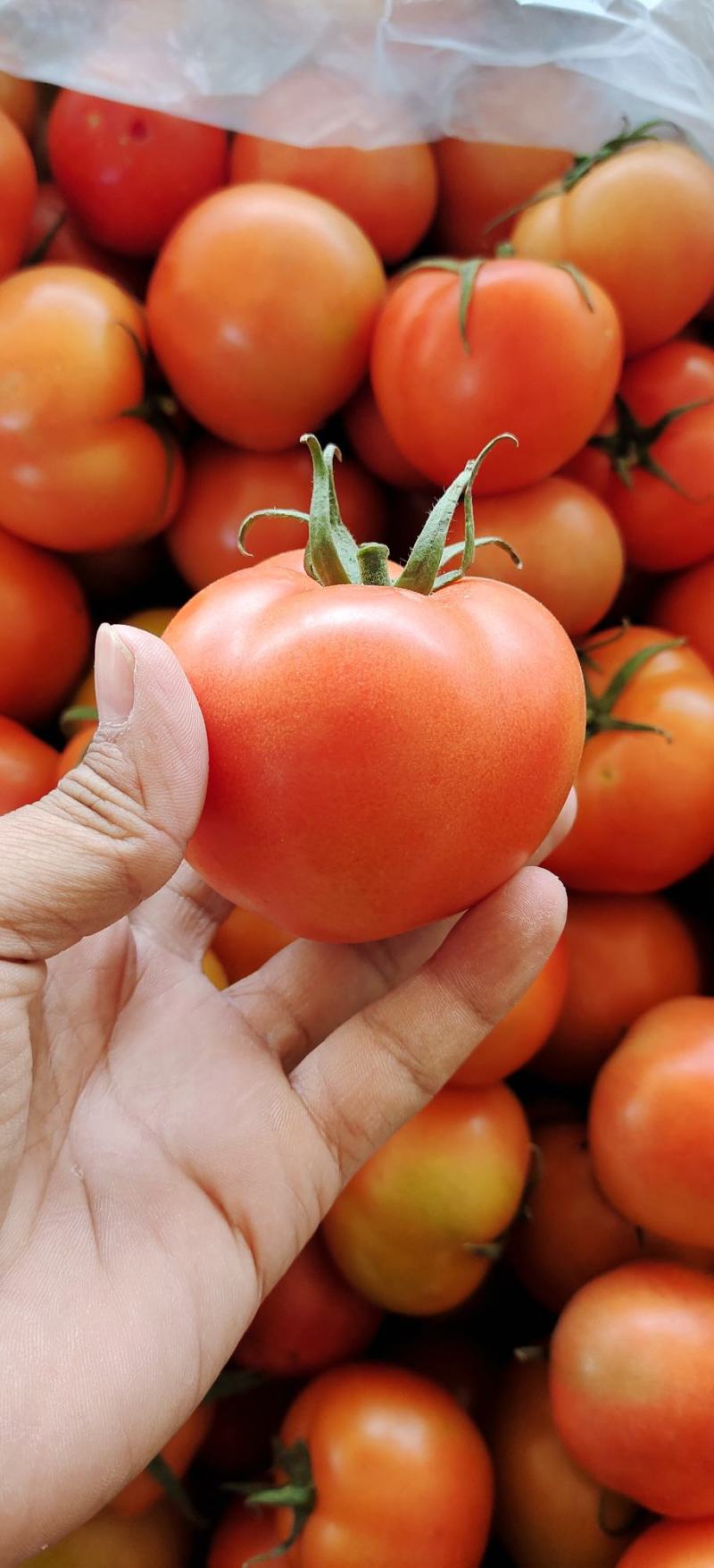 硬粉西红柿暖棚种植绿色种植无公害食品口感沙甜
