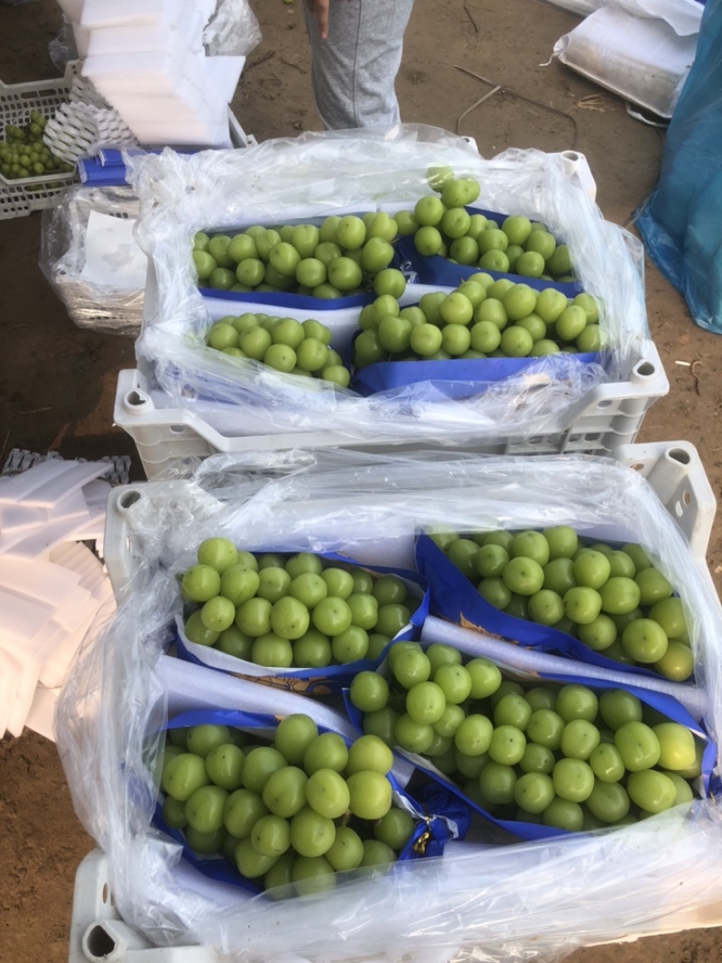 精品阳光玫瑰葡萄一手货源自家冷库住宿配货一条龙服务