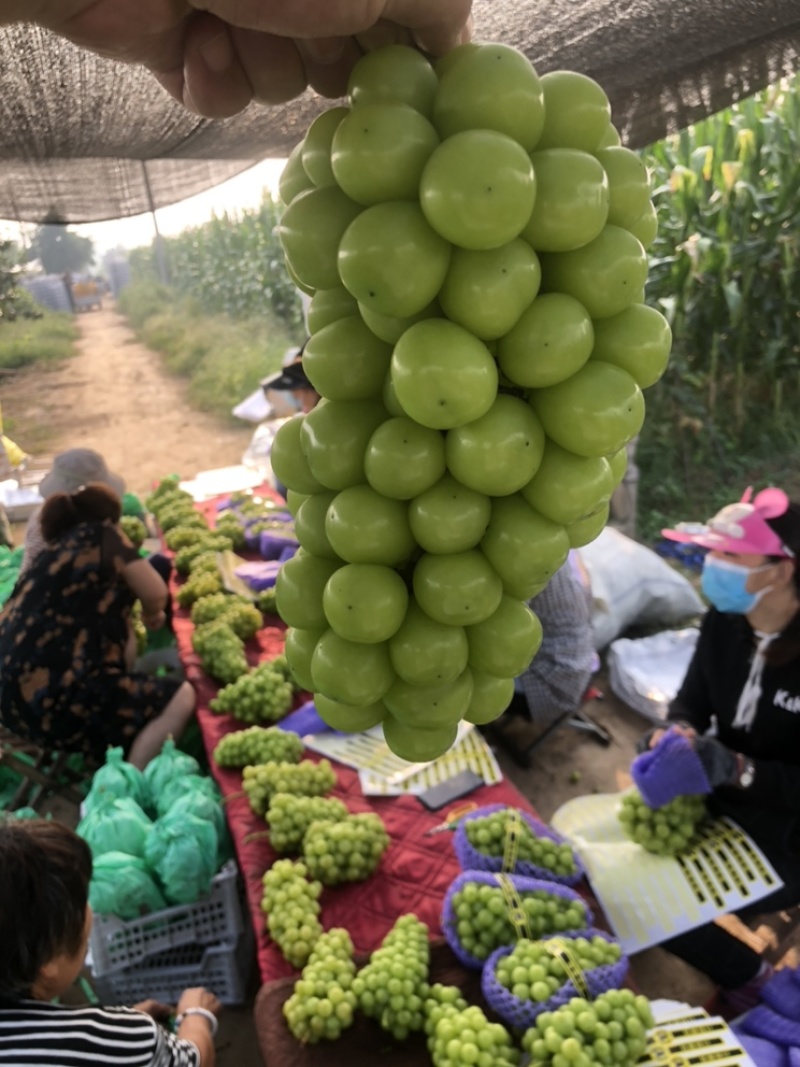 精品阳光玫瑰葡萄一手货源自家冷库住宿配货一条龙服务