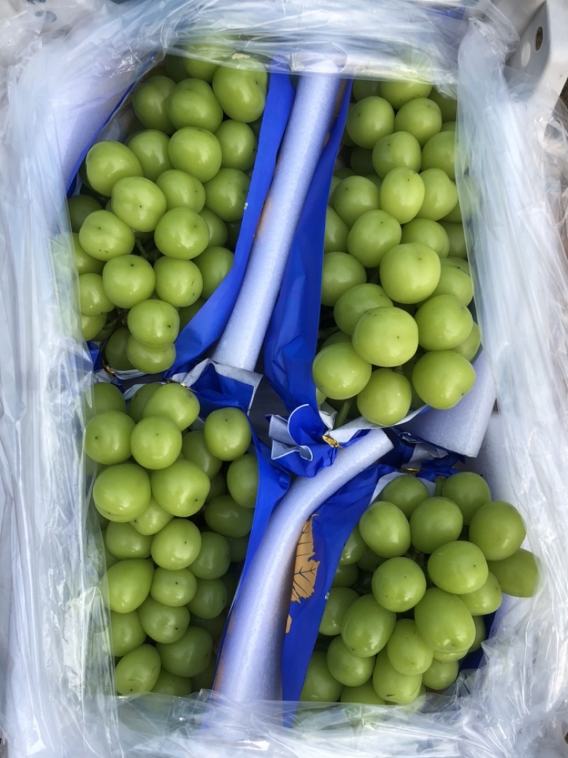 精品阳光玫瑰葡萄一手货源自家冷库住宿配货一条龙服务