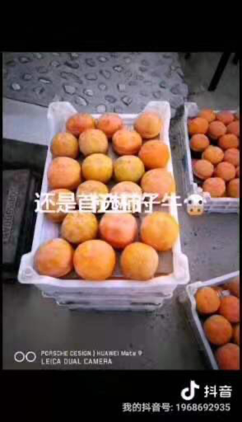 太行山磨盘柿子