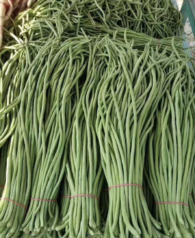 精品长豆角上市，产地直发，新鲜采摘，欢迎各地商客联系