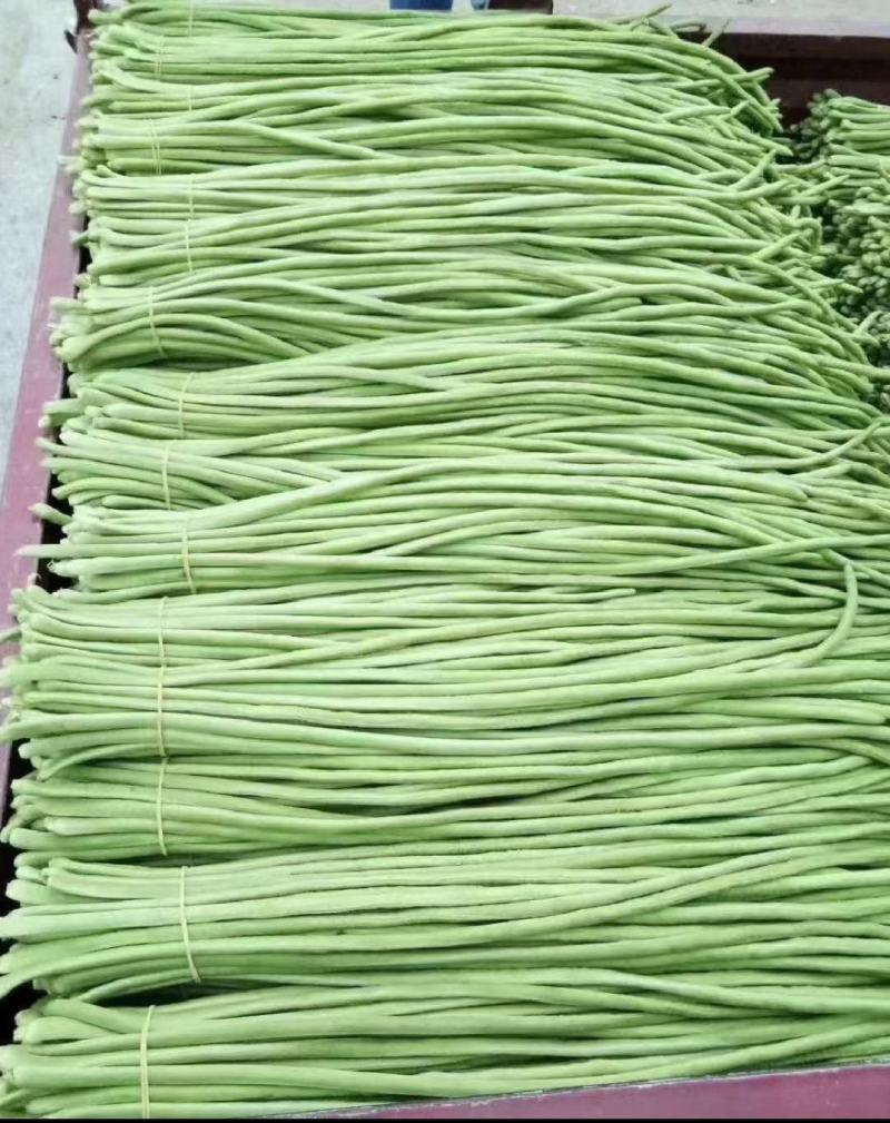 精品长豆角上市，产地直发，新鲜采摘，欢迎各地商客联系