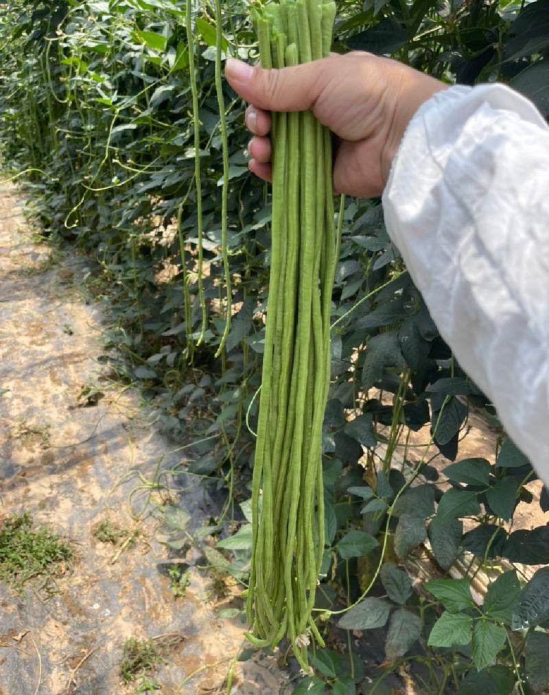 精品长豆角上市，产地直发，新鲜采摘，欢迎各地商客联系