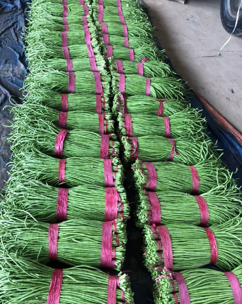 精品长豆角上市，产地直发，新鲜采摘，欢迎各地商客联系