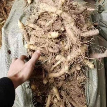 大量优质玉竹供应