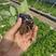双季黑莓苗，Freedom/福瑞达，153组培脱毒苗