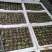 有刺双季黑莓苗双季黑莓Ark45双季黑莓