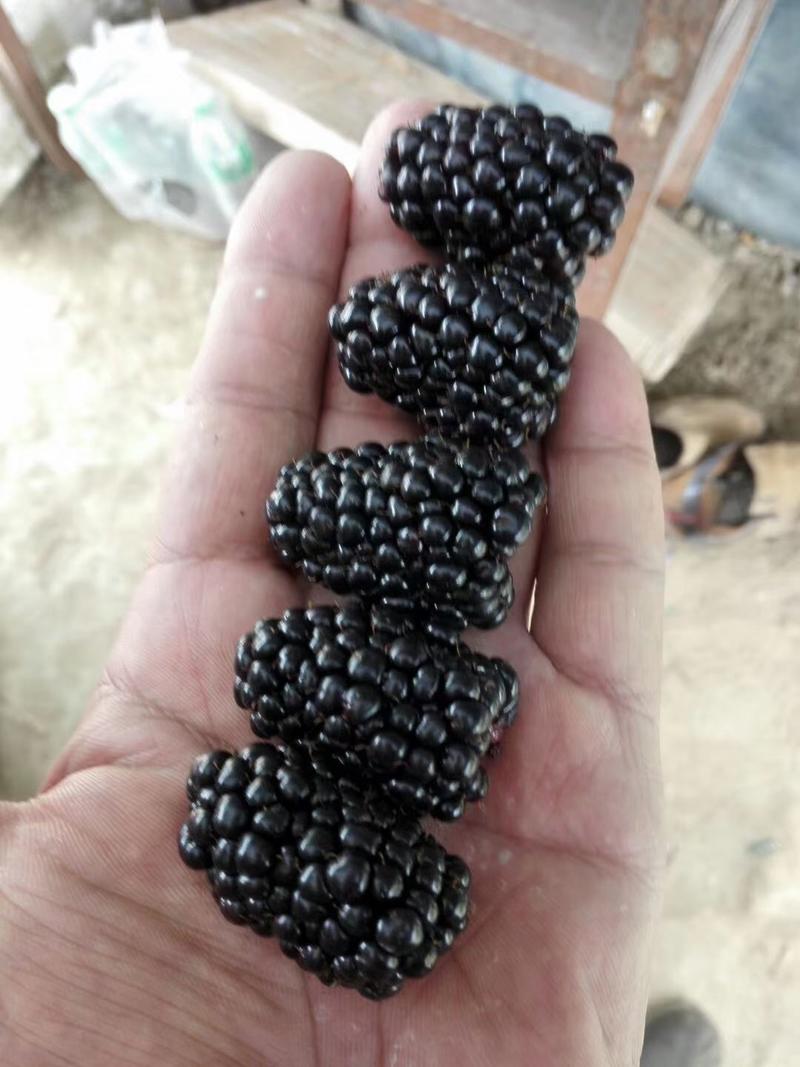 有刺双季黑莓苗双季黑莓Ark45双季黑莓