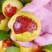 山东沾化冬枣