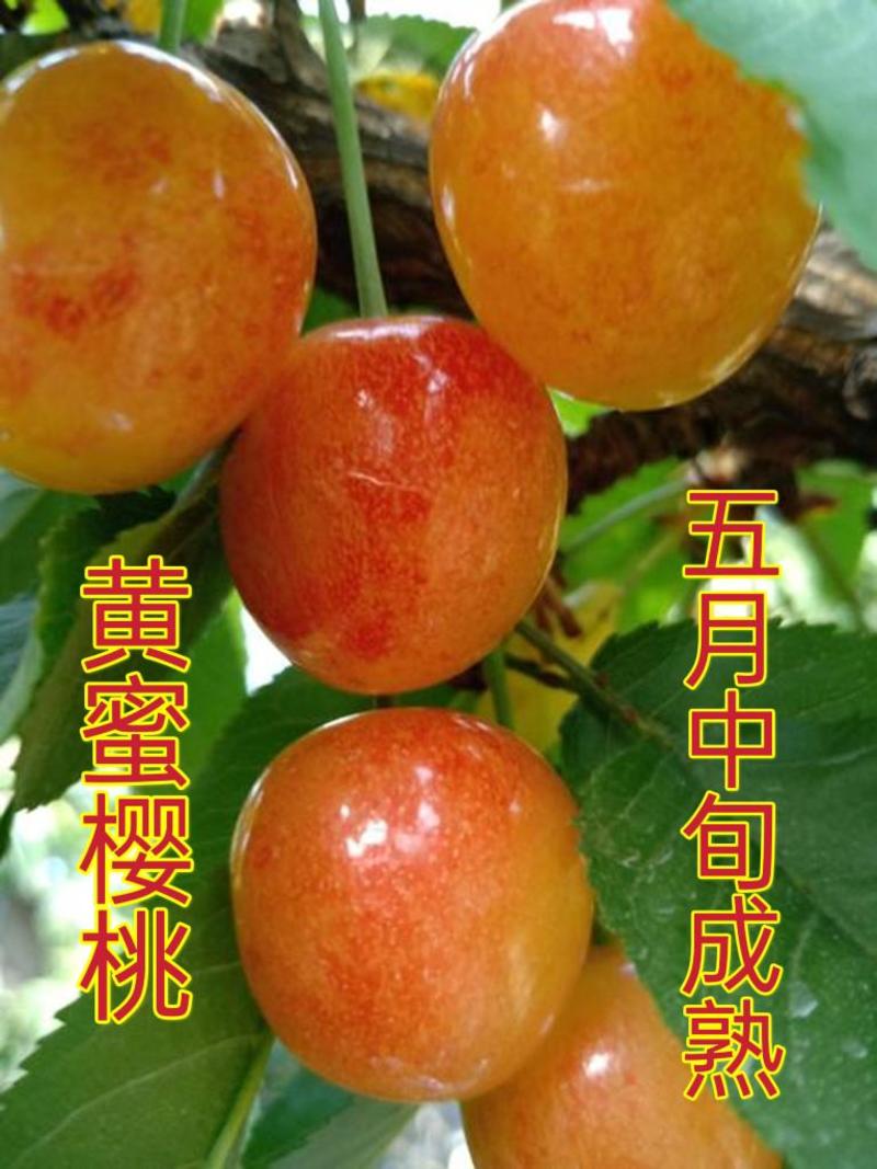 《特大果》大樱桃树苗新品种俄罗斯八号美早车厘子黑珍珠